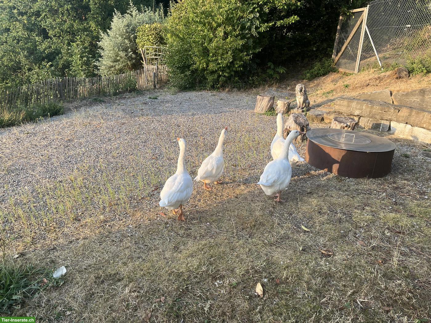 Bild 2: Junge weisse Gänse zu verkaufen