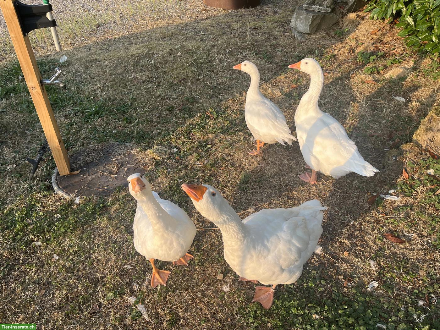 Bild 3: Junge weisse Gänse zu verkaufen