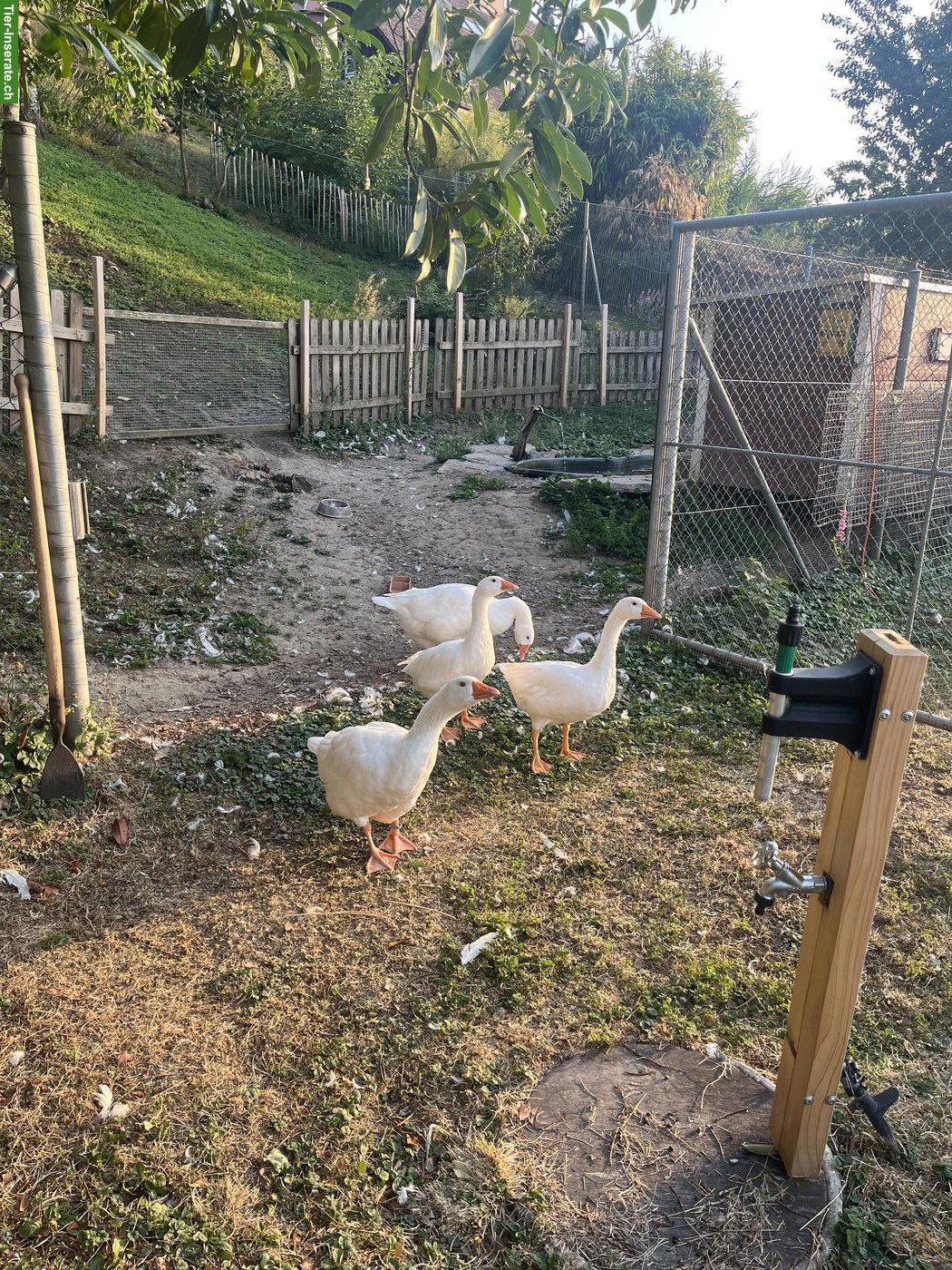 Bild 4: Junge weisse Gänse zu verkaufen
