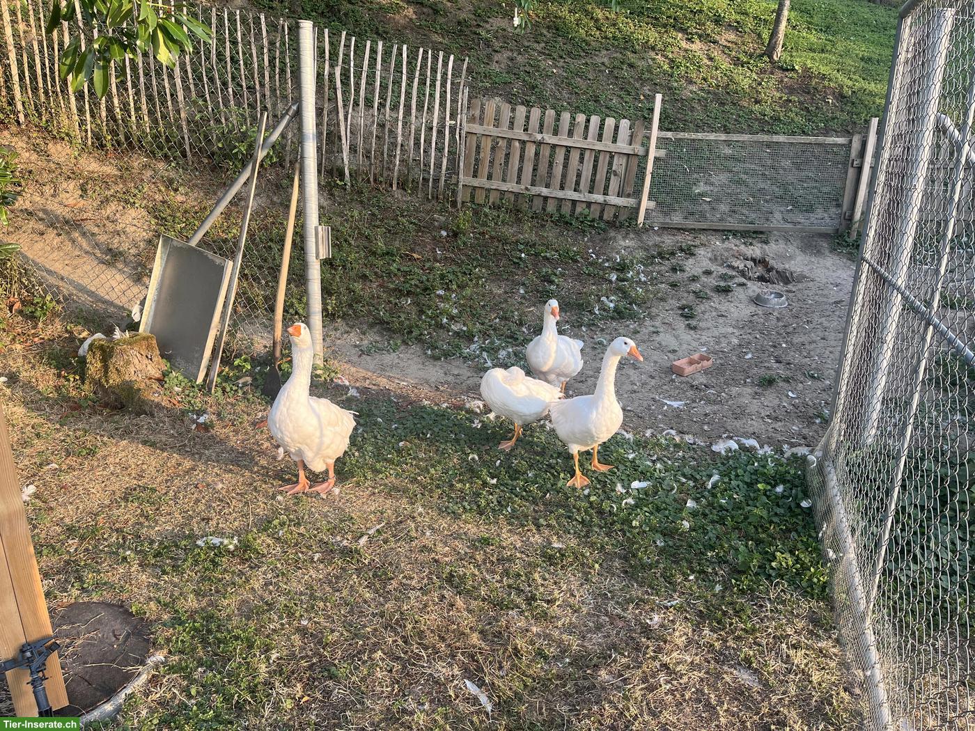 Bild 5: Junge weisse Gänse zu verkaufen