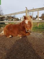 Pflegebeteiligung für Mini Shetty Pony