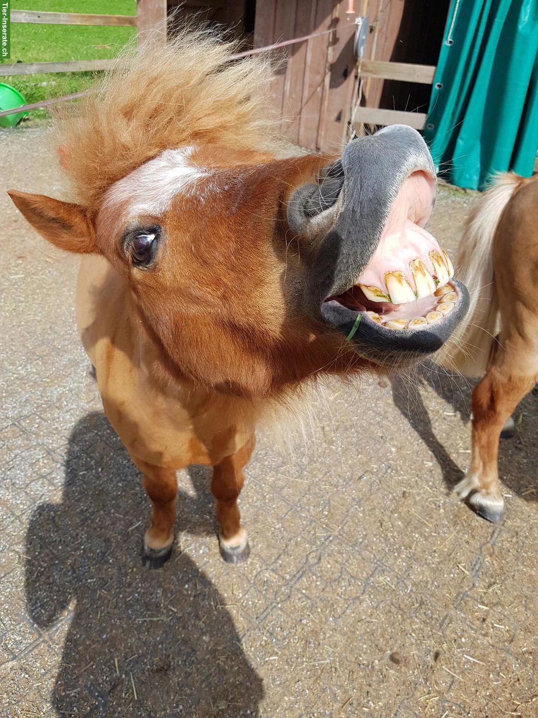 Bild 3: Pflegebeteiligung für Mini Shetty Pony