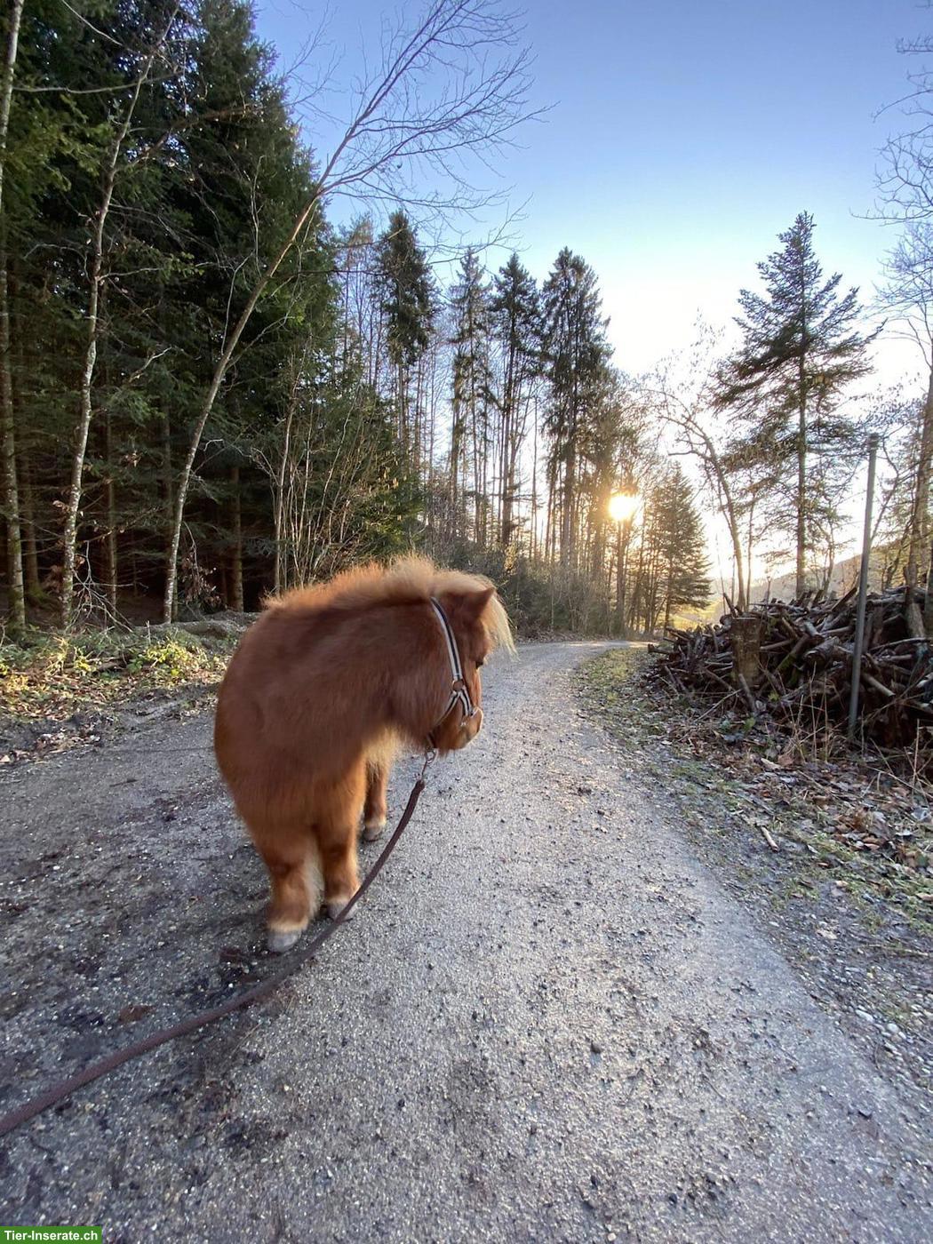 Bild 4: Pflegebeteiligung für Mini Shetty Pony
