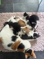 Kitten in Schwarz-Weiss und Orange-Weiss