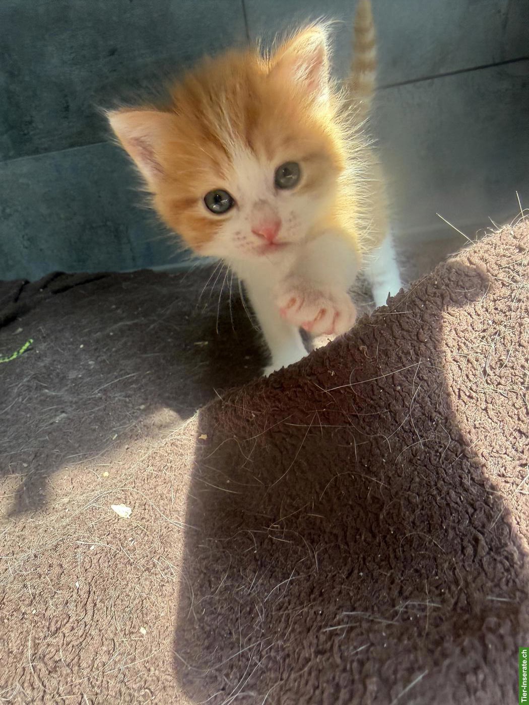 Bild 2: Kitten in Schwarz-Weiss und Orange-Weiss