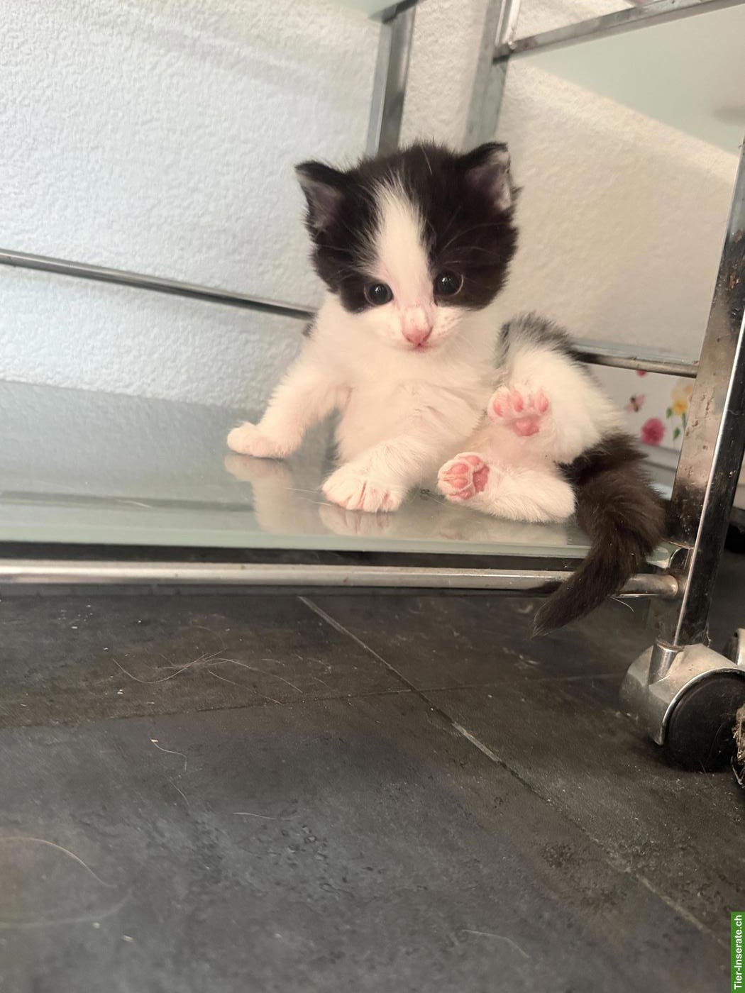 Bild 3: Kitten in Schwarz-Weiss und Orange-Weiss