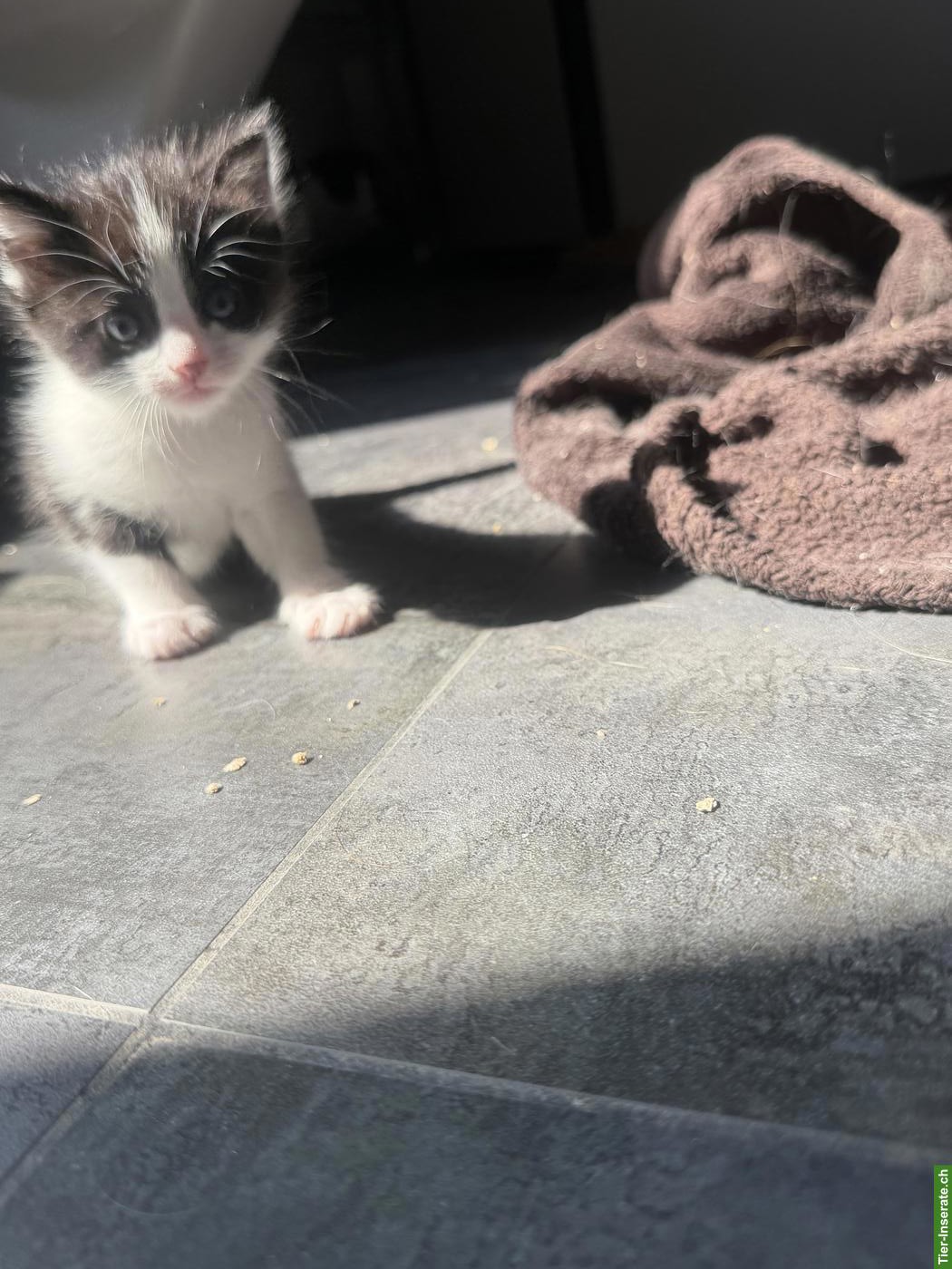 Bild 4: Kitten in Schwarz-Weiss und Orange-Weiss