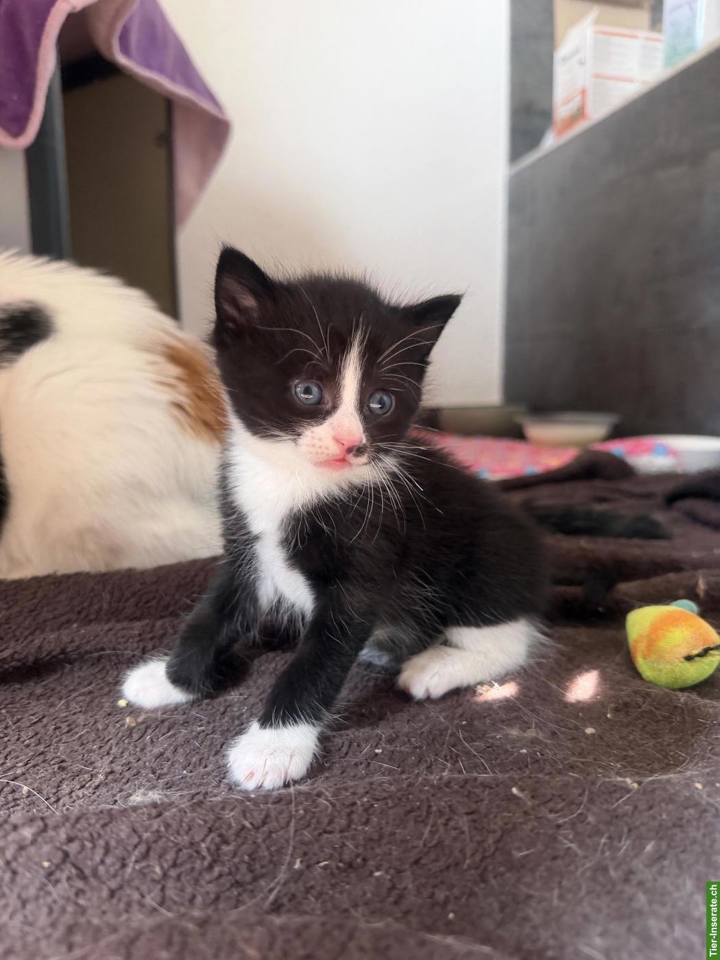 Bild 5: Kitten in Schwarz-Weiss und Orange-Weiss