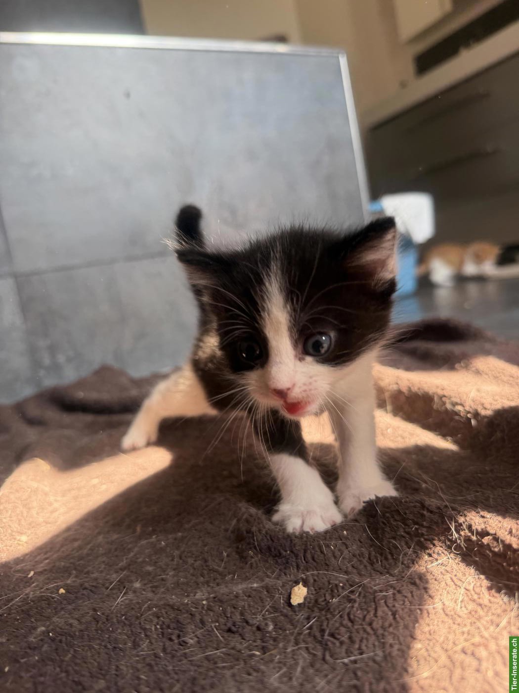 Bild 6: Kitten in Schwarz-Weiss und Orange-Weiss