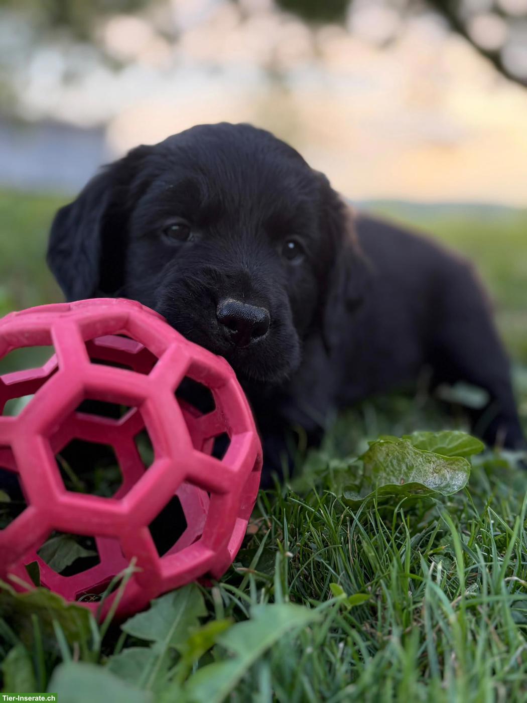 Flat Coated Retriever/Labrador Mix Welpen zu verkaufen