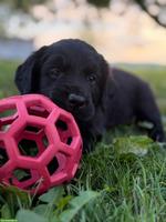 Flat Coated Retriever/Labrador Mix Welpen zu verkaufen