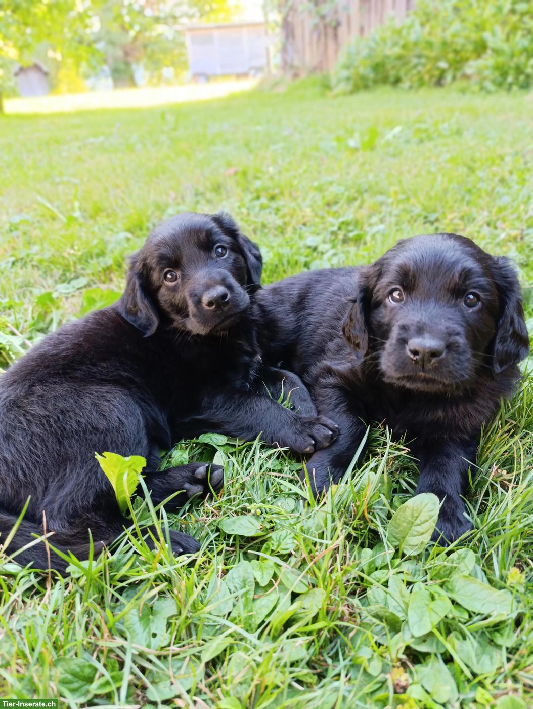 Bild 2: Flat Coated Retriever/Labrador Mix Welpen zu verkaufen