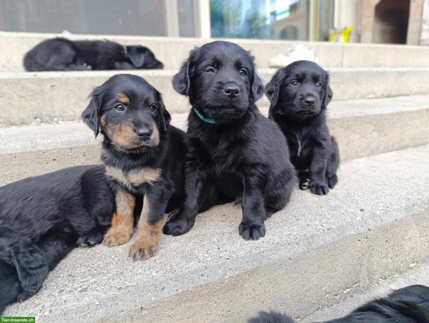 Bild 3: Flat Coated Retriever/Labrador Mix Welpen zu verkaufen