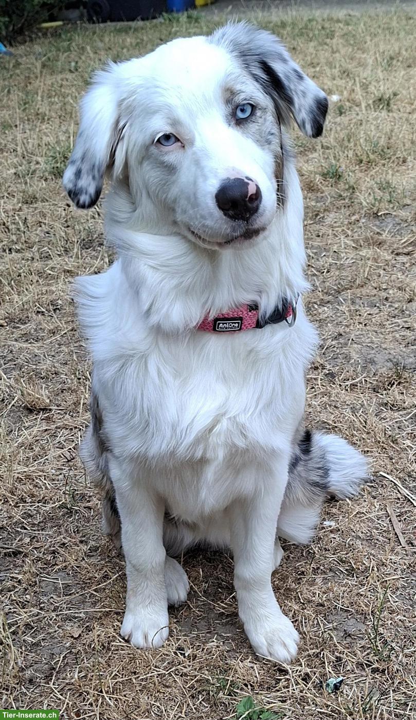 Australian Shepherd Hündin mit Stammbaum