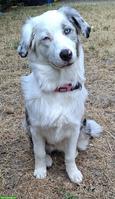 Australian Shepherd Hündin mit Stammbaum