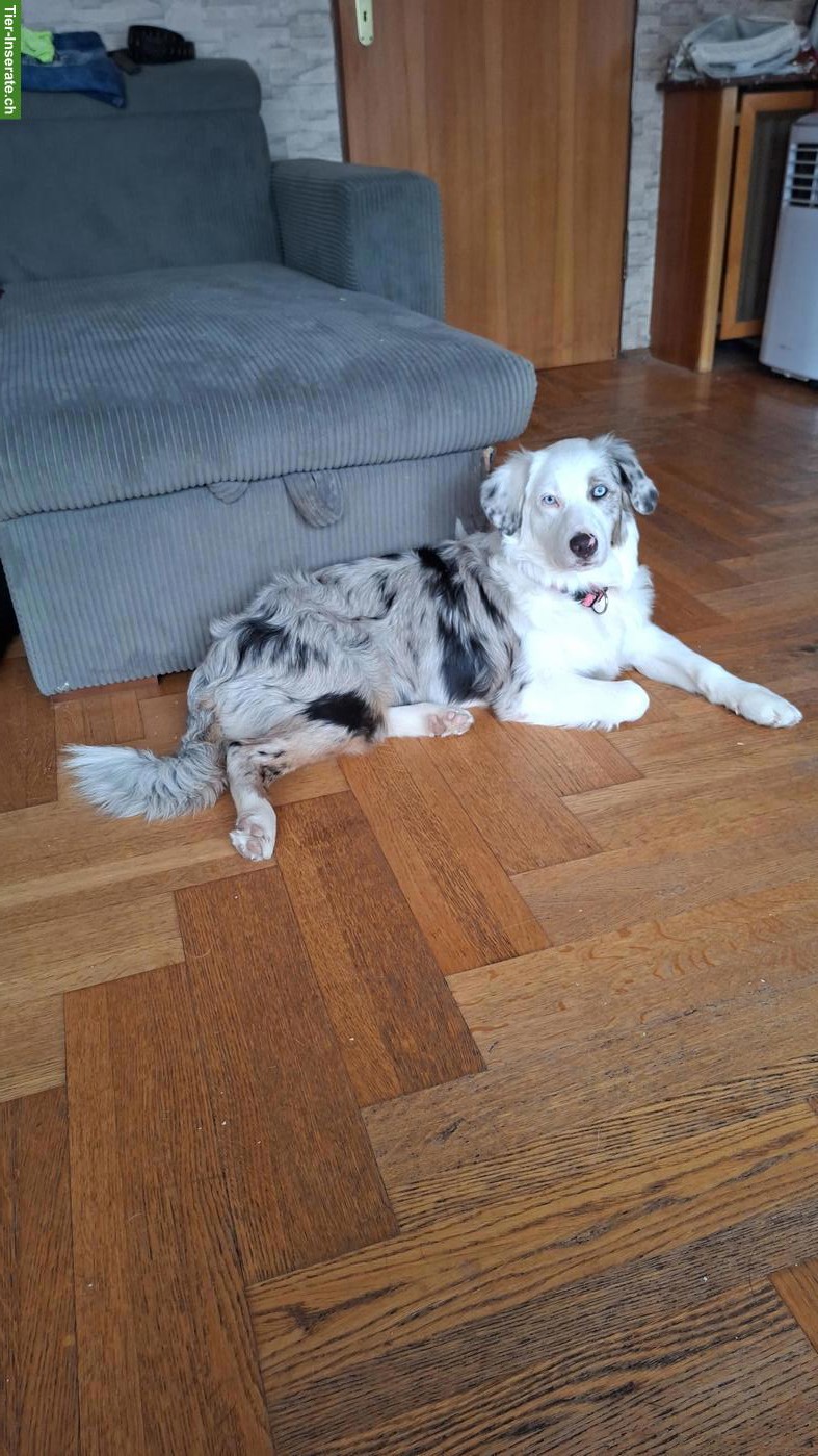 Bild 2: Australian Shepherd Hündin mit Stammbaum