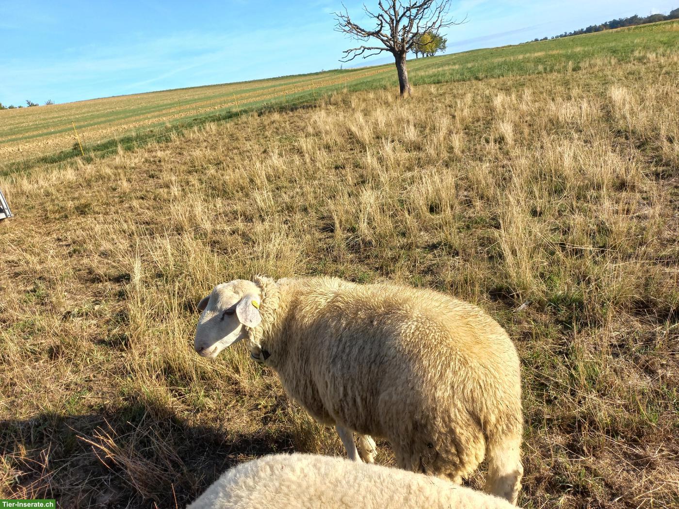 Schöner Texel x Saaser Mutten Widder