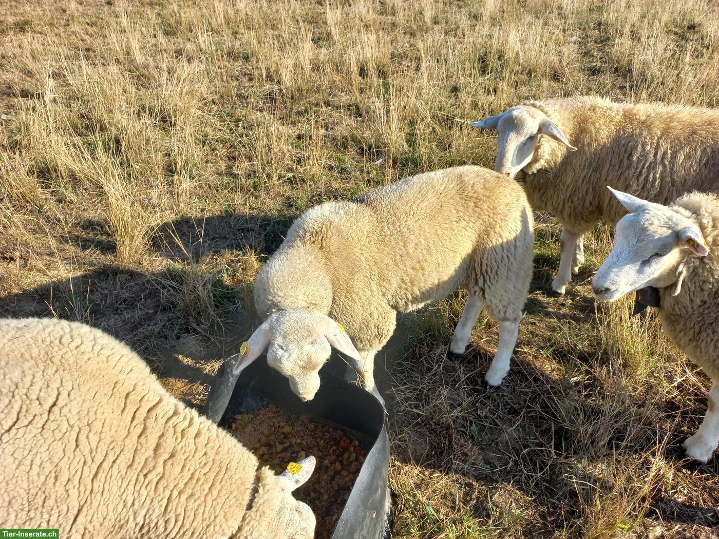 Bild 2: Schöner Texel x Saaser Mutten Widder