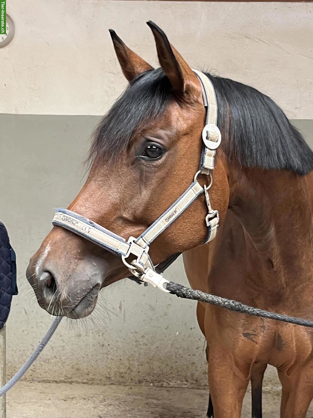 Tolle 5-jährige Hannoveraner Stute