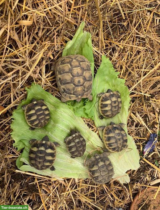 Griechische Landschildkröten zu verkaufen