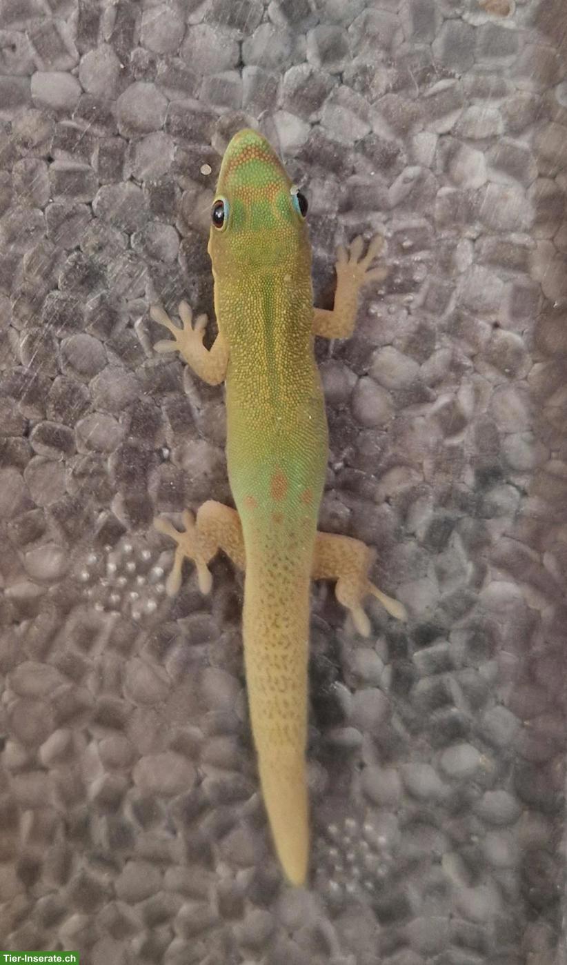 Junge Phelsuma laticauda zu verkaufen