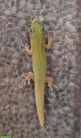 Junge Phelsuma laticauda zu verkaufen