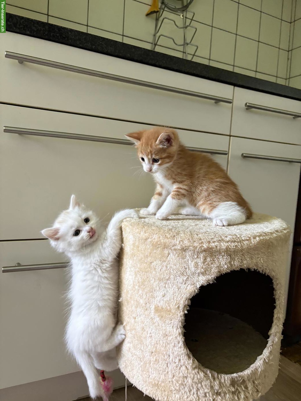 Junge, süsse Katzenbabys suchen liebevolles Zuhause