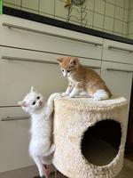 Junge, süsse Katzenbabys suchen liebevolles Zuhause