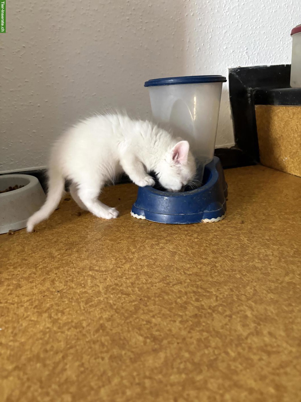 Bild 10: Junge, süsse Katzenbabys suchen liebevolles Zuhause