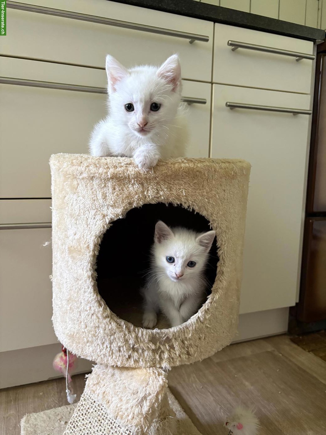 Bild 2: Junge, süsse Katzenbabys suchen liebevolles Zuhause