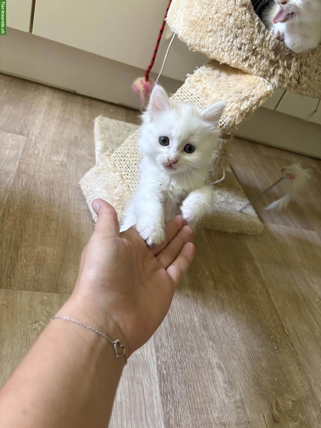 Bild 3: Junge, süsse Katzenbabys suchen liebevolles Zuhause