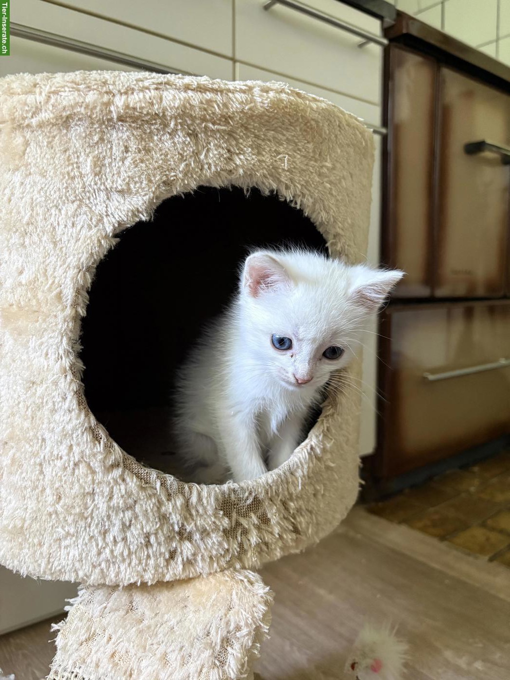 Bild 4: Junge, süsse Katzenbabys suchen liebevolles Zuhause