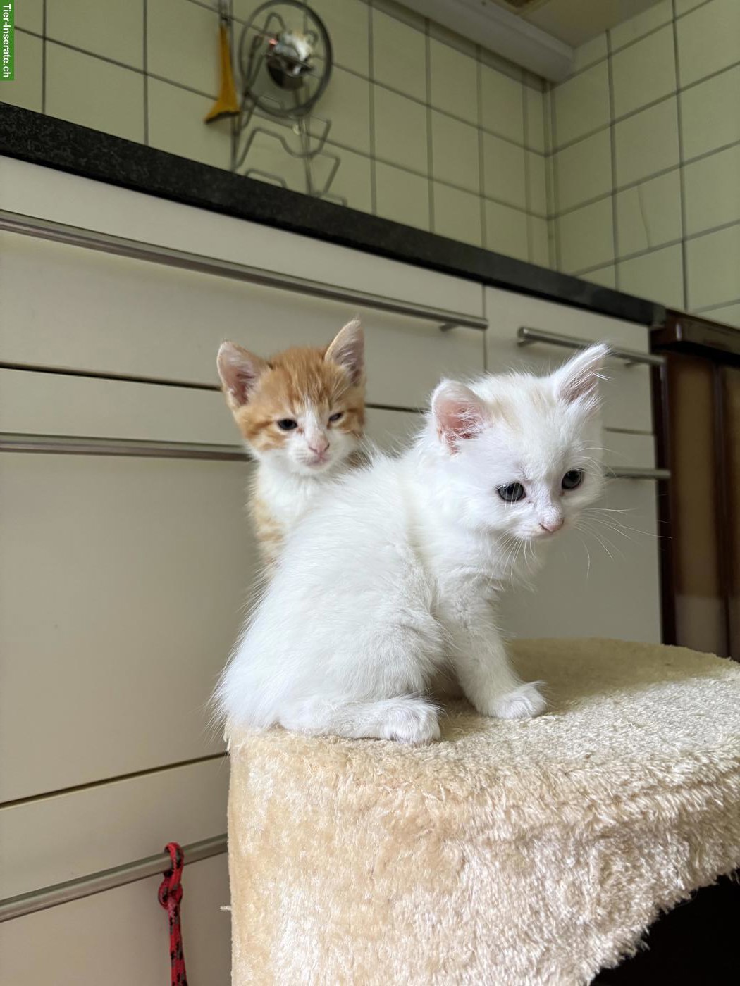 Bild 5: Junge, süsse Katzenbabys suchen liebevolles Zuhause