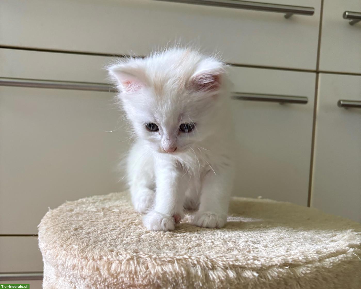 Bild 6: Junge, süsse Katzenbabys suchen liebevolles Zuhause