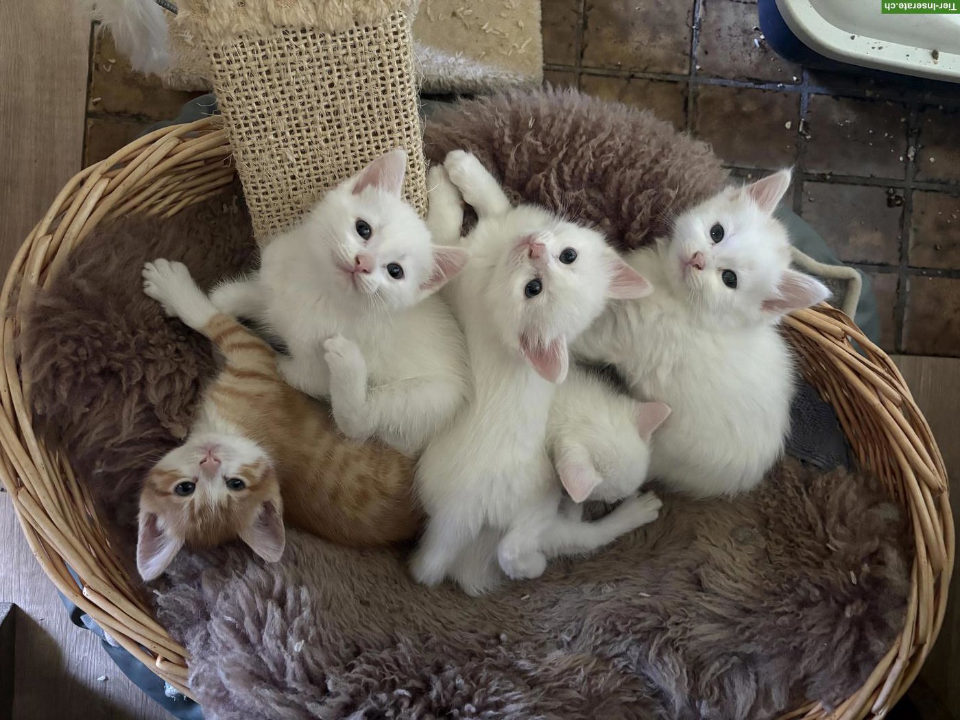Bild 7: Junge, süsse Katzenbabys suchen liebevolles Zuhause