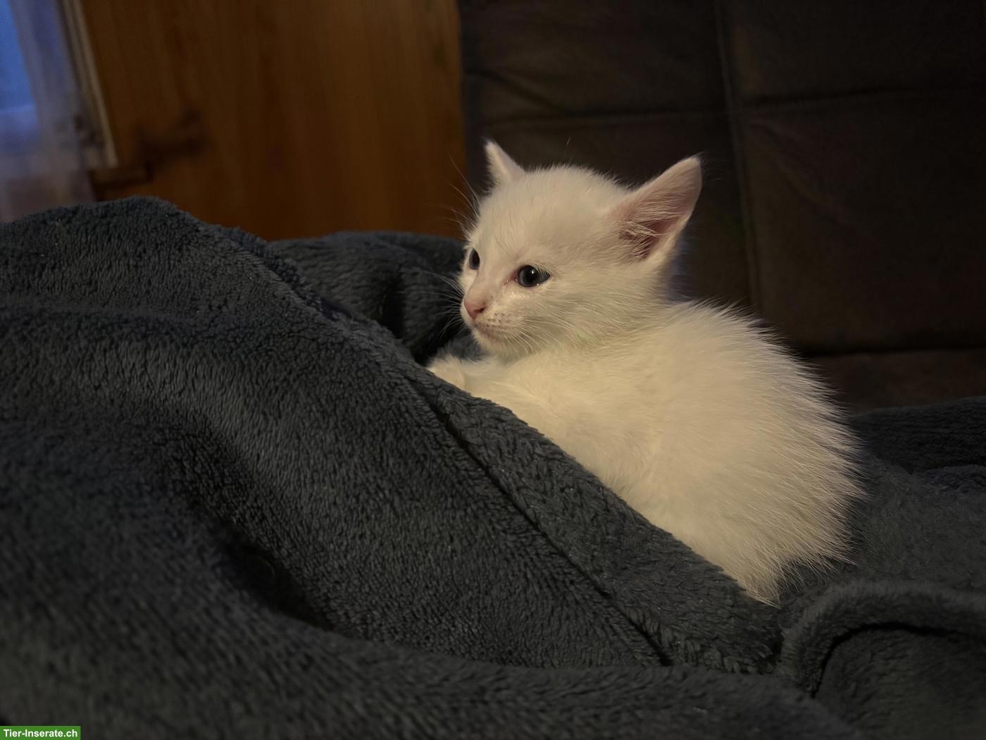 Bild 8: Junge, süsse Katzenbabys suchen liebevolles Zuhause