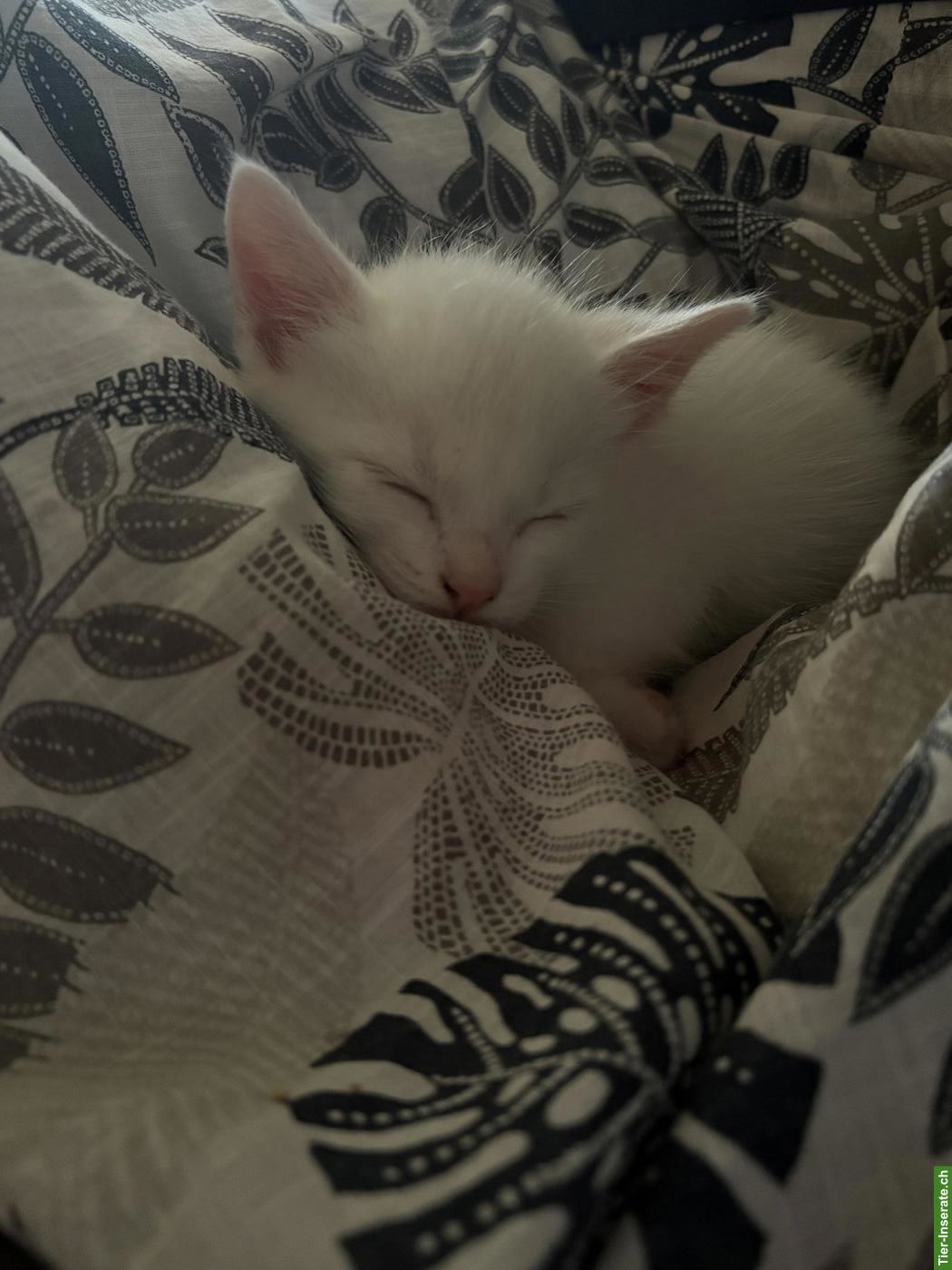 Bild 9: Junge, süsse Katzenbabys suchen liebevolles Zuhause
