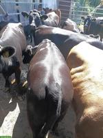 Dexter Kühe mit Kalb, Ochsen oder Aufzuchtrinder