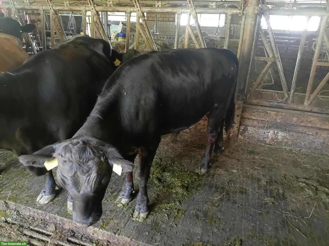 Bild 4: Dexter Kühe mit Kalb, Ochsen oder Aufzuchtrinder