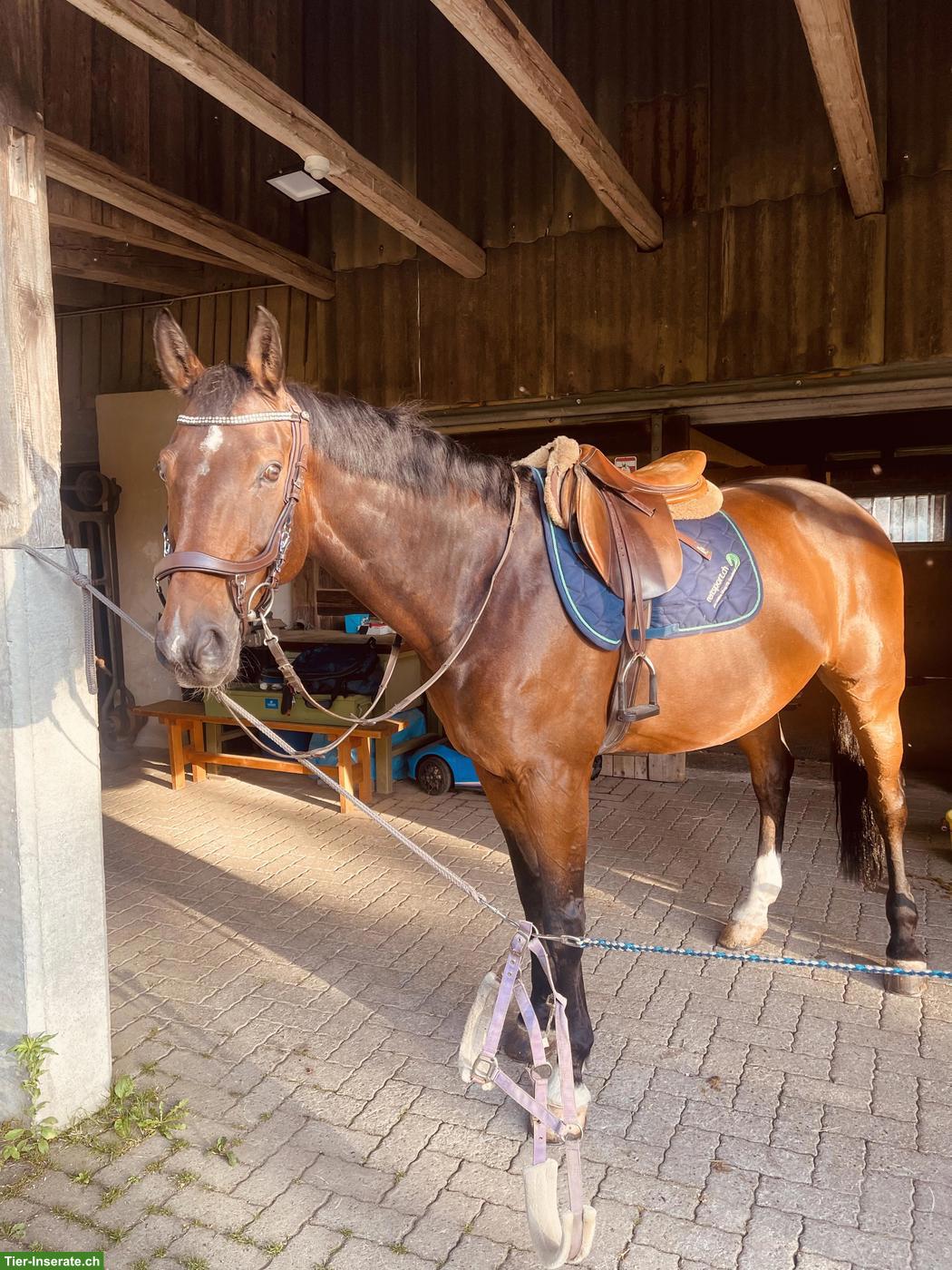 Reitbeteiligung für 15-jährigen Warmblut Wallach in Neudorf LU