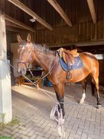 Reitbeteiligung für 15-jährigen Warmblut Wallach in Neudorf LU