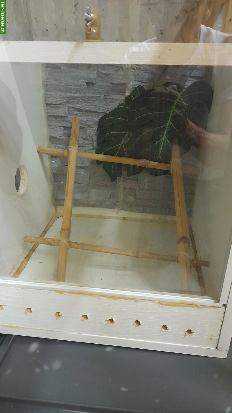 Bild 2: 2 Terrarien aus MDF zu verkaufen