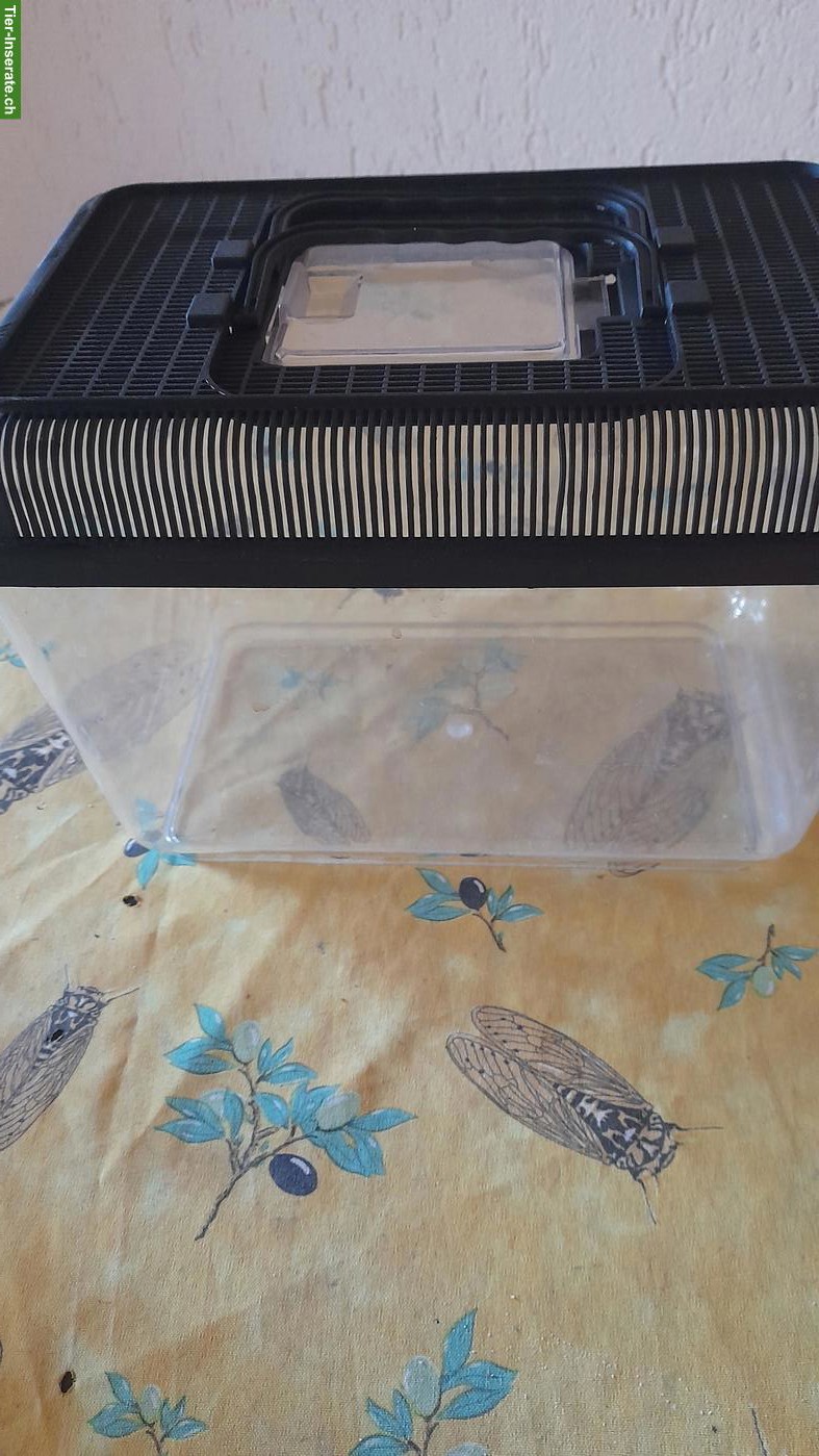 Bild 3: 2 Terrarien aus MDF zu verkaufen