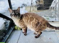 Bengal Deckkater mit Stammbaum