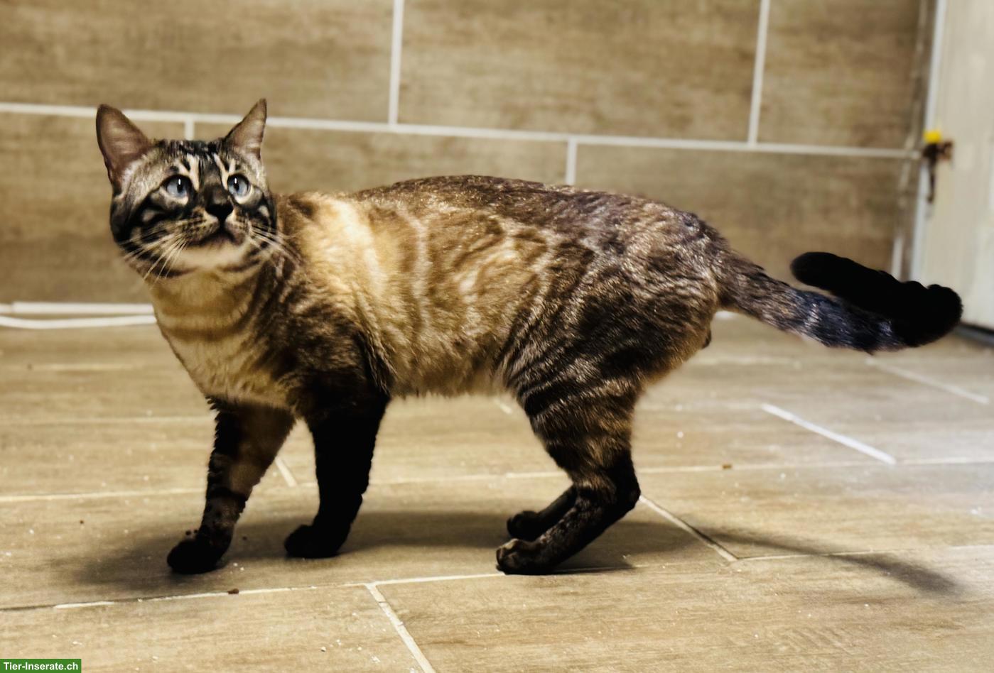 Bild 2: Bengal Deckkater mit Stammbaum