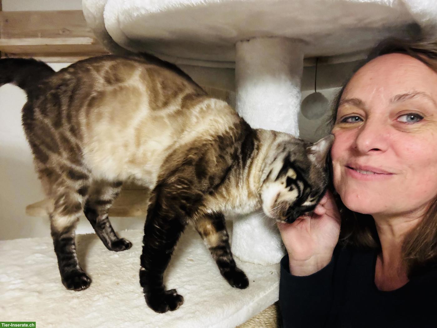 Bild 3: Bengal Deckkater mit Stammbaum