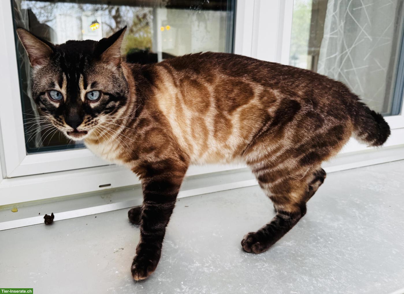 Bild 4: Bengal Deckkater mit Stammbaum
