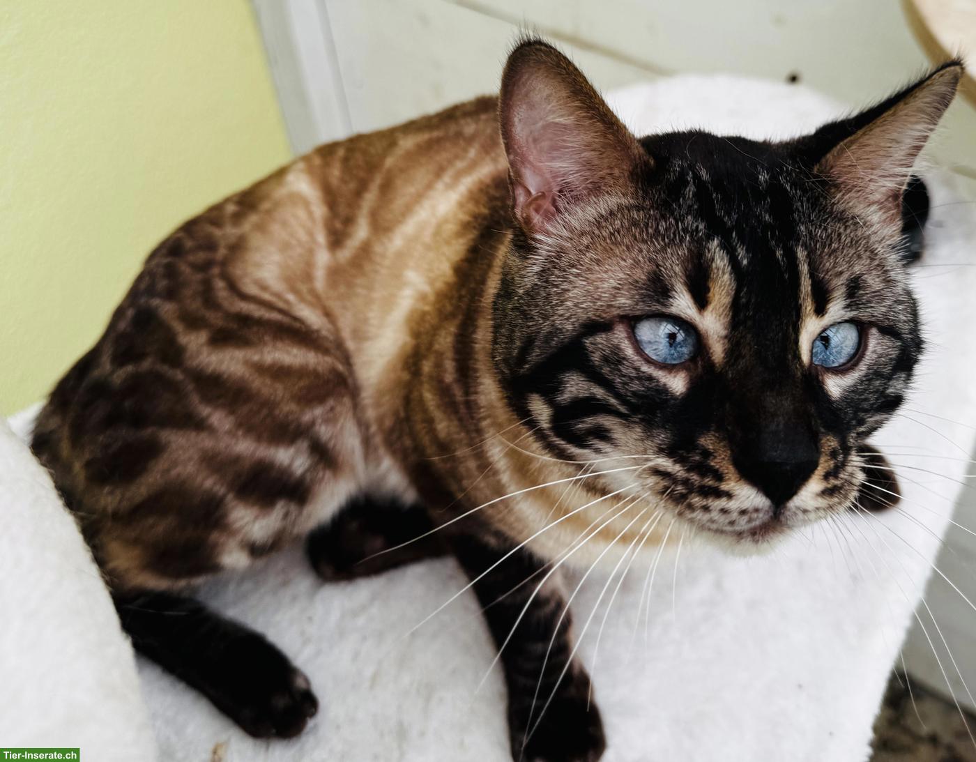 Bild 5: Bengal Deckkater mit Stammbaum