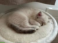 2 liebevolle Katzenschwestern, Heilige Birma x Neva Masquerade