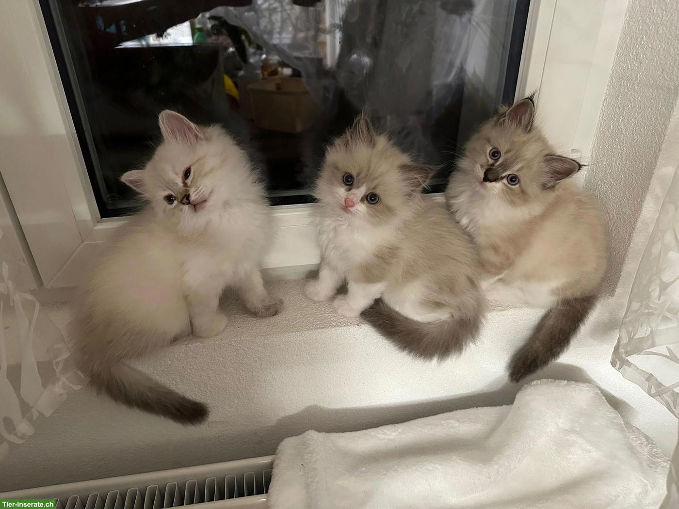 Bild 3: 2 liebevolle Katzenschwestern, Heilige Birma x Neva Masquerade